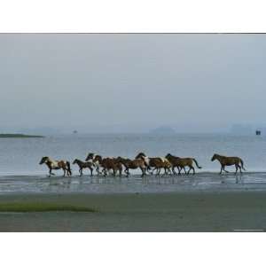  Wild Chincoteague Ponies Run Through the Assateague Island 