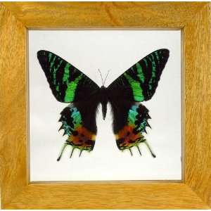  Real Mounted Butterfly   Madagascar Sunset Moth in a 6x6 