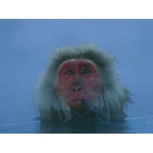 Japanese Macaque, or Snow Monkey, Soaks in a Geothermal Hot Spring 