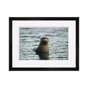  River Otter Montana Framed Giclee Print: Home & Kitchen