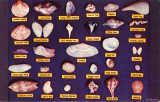 FLORIDA SHELLS FOUND ON THE BEACHES CHART  