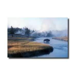  Bison Crosses Firehole River Yellowstone Wyoming Giclee 
