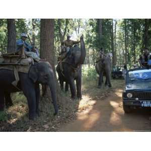 Elephants Waiting for Tourists, Kanha National Park, Madhya Pradesh 