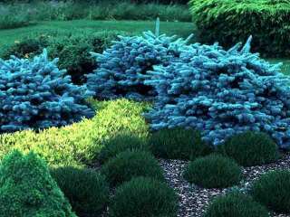 Sapin Bleu   Pinea Pungens (GRAINES SEEDS)