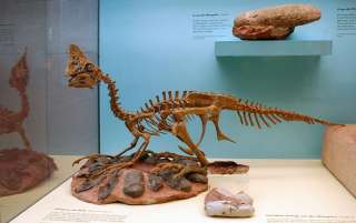 Dinosaur Fossil Theropod Partial Radius ckp1923  