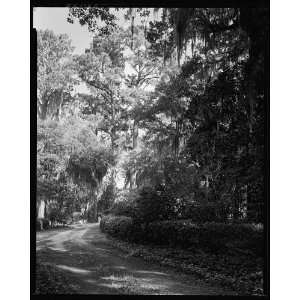   Wormsloe Plantation,Savannah vic.,Chatham County,Georgia Home