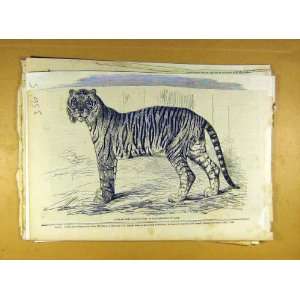  Junglar Fighting Tiger King Oude Wild Animal Print: Home & Kitchen