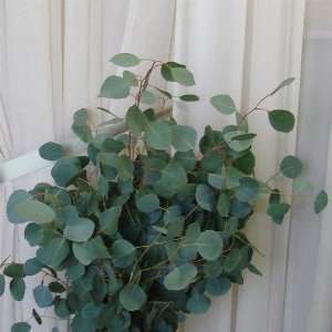 com Silver Dollar Eucalyptus 30+ Seeds (Eucalyptus cinerea) By Seeds 