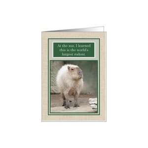  Worlds Largest Rodent   Capybara Encouragement Card Card 