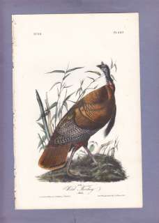   Audubon Birds Of America Print 1st Ed 1840 WILD TURKEY (Male) 287