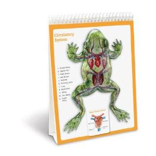 Learning Resources Frog Flip Chart (LER5940) by Learning Resources 
