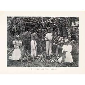  1903 Print Jamaica Agriculture Farmers Fruits Banana 