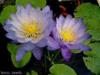   Nymphaea TROPICAL ASIA Water Lily ~ 10 seeds~FABULOUS GIFT  