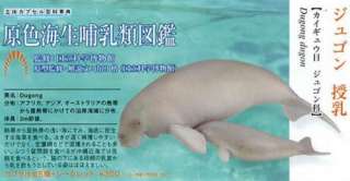 Mini 3D Museum Taxidermy Anatomy Model Manatee Dugong  