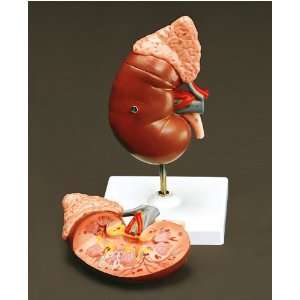  Human Kidney + Adrenal Gland