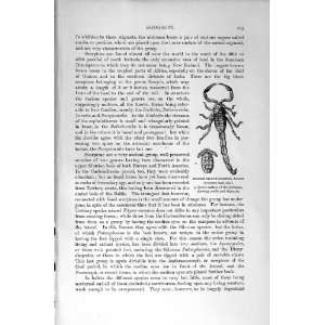   : NATURAL HISTORY 1896 AFRICAN ROCK SCORPION SPANISH: Home & Kitchen
