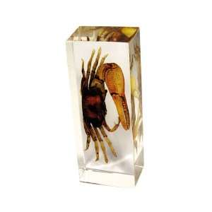  Real Fiddler crab Paperweight Large 
