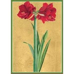   Red Amaryllis Box of 20 Cards and Envelopes: Health & Personal Care