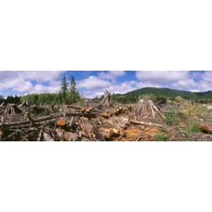  Deforestation in a Forest, Olympic National Park 