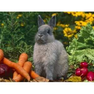  Domestic Netherland Dwarf Rabbit Amongst Vegetables, USA 