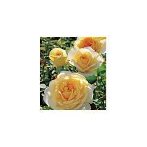  Southern Belle Rose Seeds Packet: Patio, Lawn & Garden