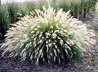 30 WHITE FOUNTAIN GRASS Pennisetum Setaceum Ornamental Flower Seeds 