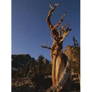 Bristlecone Pines, Near Wheeler Peak, Great Basin National Park 