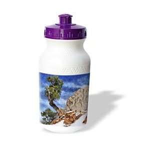   Colorado Mountains Bristlecone Pine   Water Bottles