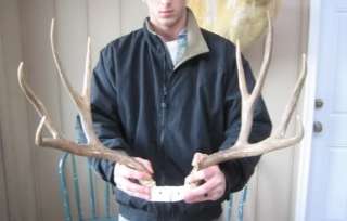 26 wide Mule Deer Antlers mount whitetail rack elk taxidermy moose 