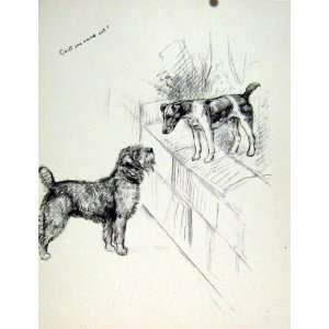  Sketch Dog Hound Meeting Fine Art Drawing Old Animal