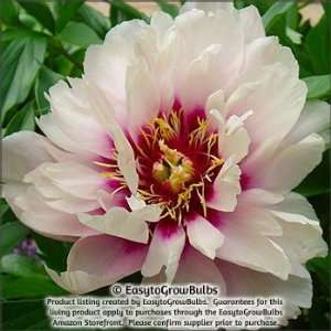  Peony Cora Louise (Itoh)   1 bare root plant   3/5 eye 