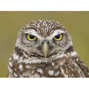  Burrowing Owl Head, Athene Cunicularia, Florida, USA 