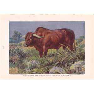   Bull   Cattle of the World Edward Herbert Miner Vintage Cow Print