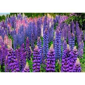   Seeds   Lupinus polyphyllus   5,000 Seeds + *FREE SEEDS* Patio, Lawn
