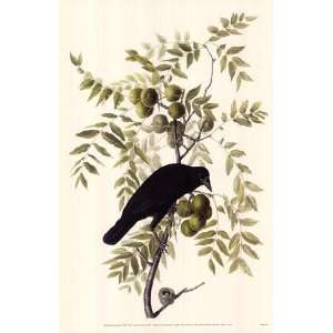  American Crow by John Woodhouse Audubon 11x17 Kitchen 
