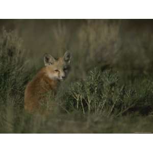  Red Fox Kit, Red Rocks National Wildlife Refuge, Montana 