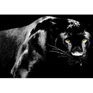    Black Panther Poster, Big Cat, Jaguar, Leopard 