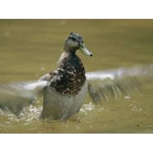 Juvenile Mallard Duck Rises out of the Water and Flaps its Wings 