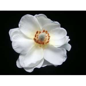 NEW White Magnolia Flower Hair Clip, Limited.: Beauty