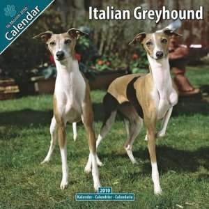  Italian Greyhound 2010 Wall Calendar 12 X 12 Office 