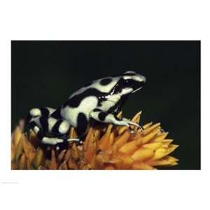  Green and Black Poison Frog Poster (24.00 x 18.00): Home 