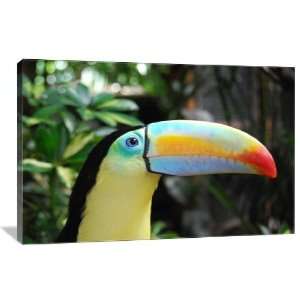 com Beautiful Toucan   Gallery Wrapped Canvas   Museum Quality  Size 