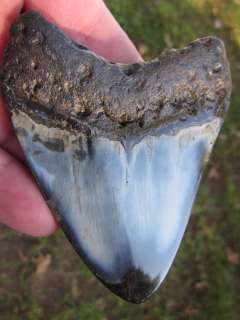 LARGE 3 3/4 MEGALODON SHARK Tooth Fossil Teeth Megladon South Carolina 