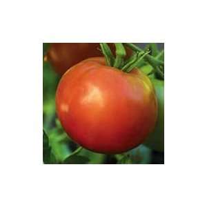  Organic Santiam Slicing Tomato   50 Seeds Patio, Lawn 