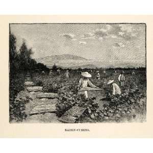   Vineyard Agriculture California USA   Original In Text Wood Engraving