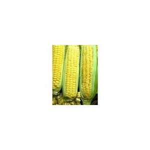  5# of G90 Bi color Sweet Corn Seed Patio, Lawn & Garden