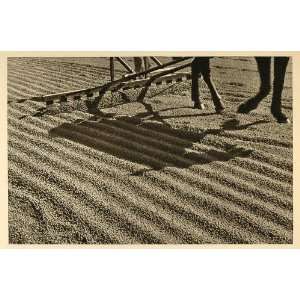  1937 Brazilian Coffee Cherry Drying Brazil Photogravure 