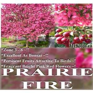  5 Prairie Fire Crab Apple Malus prairifire Tree Seeds 