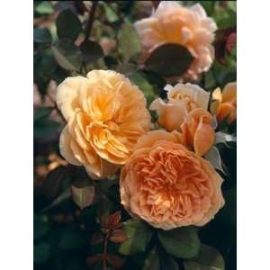  Crown Princess Margareta (Rosa English Rose)   Bare Root 