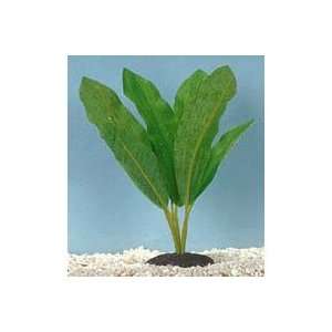   Sword Plant   Large   8 in.